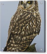 Short Eared Owl Acrylic Print