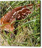 Shy Fawn In Meadow Acrylic Print