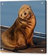 Shy Sea Lion Pup Acrylic Print