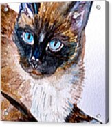 Siamese Cat Portrait Acrylic Print
