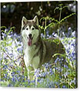 Siberian Husky In Bluebells Acrylic Print
