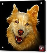 Siberian Husky Mix Dog Pop Art - 5060 Bb Acrylic Print
