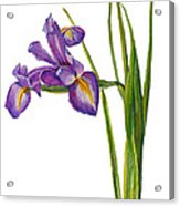 Siberian Iris - Iris Sibirica Acrylic Print