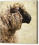 Side Face Of A Sheep Acrylic Print