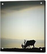 Silhouette Of A Male Caribou At Sunset Acrylic Print