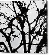 Silhouette Of Winter Tree Acrylic Print