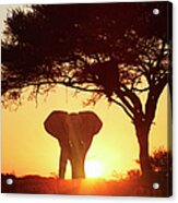 Silhouetted African Elephant At Sunset Acrylic Print