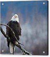 Silly Eagle Acrylic Print