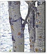 Silver Birch Trees At A Sunny Lake Acrylic Print