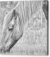 Silver Tone Wild Horse Acrylic Print