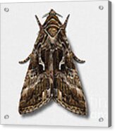 Silver Y - Gamma Moth - Autographa Gamma - Noctuelle Gamma - Le Gamma - La Plusia - Gammafly Acrylic Print