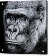 Silverback - A Drawing Acrylic Print