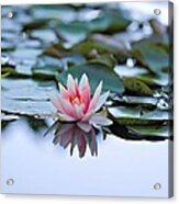 Silvery Acrylic Print