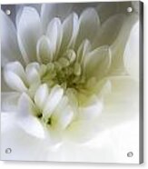 White Gerbera Acrylic Print