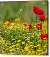 Simply Red Acrylic Print