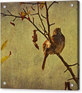 Singing Sparrow Acrylic Print