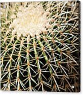 Single Cactus Ball Acrylic Print