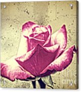 Single Red And White Rose With Vintage Concrete Background Acrylic Print