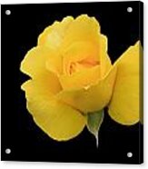 Single Yellow Rose Acrylic Print
