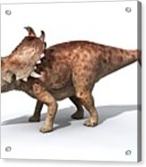 Sinoceratops Male Dinosaur Acrylic Print
