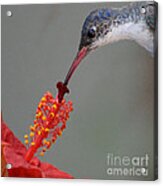 Sipping From A Hibiscus Acrylic Print