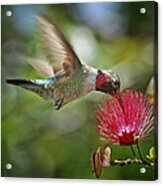 Sipping The Nectar Acrylic Print