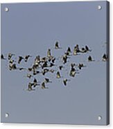 Sixty Five Cranes In Flight Acrylic Print