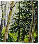 Skagit Valley Forest Acrylic Print