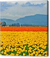 Skagit Valley Tulip Field Acrylic Print