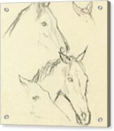 Sketch Of A Horse Head Acrylic Print