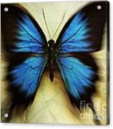 Sketchy Butterfly Acrylic Print