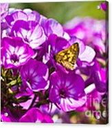 Skipper Butterfly On Flower Acrylic Print