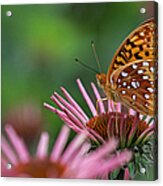 Skipper On Coneflower Acrylic Print