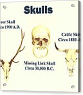 Skulls Acrylic Print