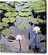 Sky Reflected On Lily Pond Acrylic Print