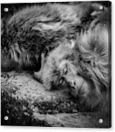 Sleeping Acrylic Print