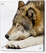 Sleeping Wolf Acrylic Print