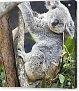 Sleepy Koala Acrylic Print