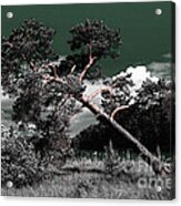 Sloping Pine Acrylic Print