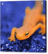 Sly Salamander Acrylic Print