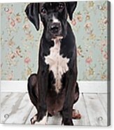 Small Black Go Looking At Camera Acrylic Print