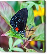 Small Black With Blue Spots Acrylic Print