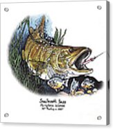 Smallmouth Bass Acrylic Print