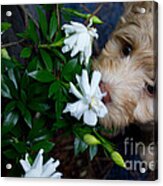 Smells So Good Acrylic Print