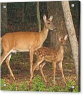 Smudgie And Fawn Pastel Acrylic Print