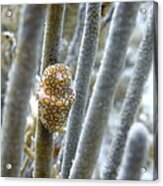 Snail On The Coral Acrylic Print