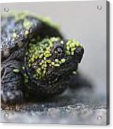 Snapping Turtle Acrylic Print