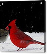 Snow Birds Acrylic Print