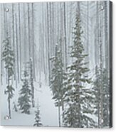 Snow Covered Forest Fire Burn Area Acrylic Print