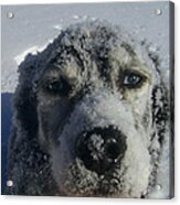 Snow Dog Acrylic Print